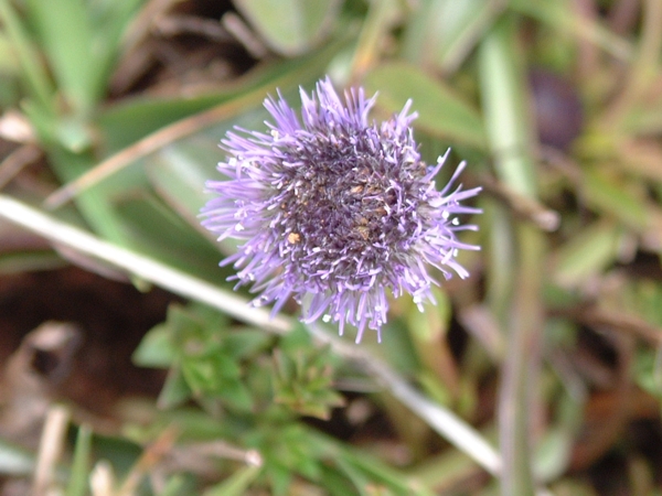 Globularia bisnagarica (=Globularia punctata) / Vedovelle dei prati